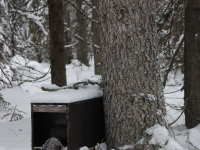 naataloukku-orava-ruokosuo-5